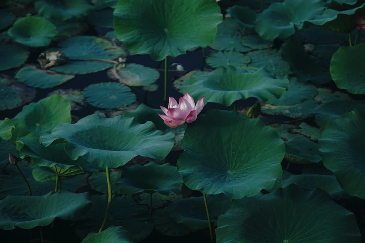 夏荷