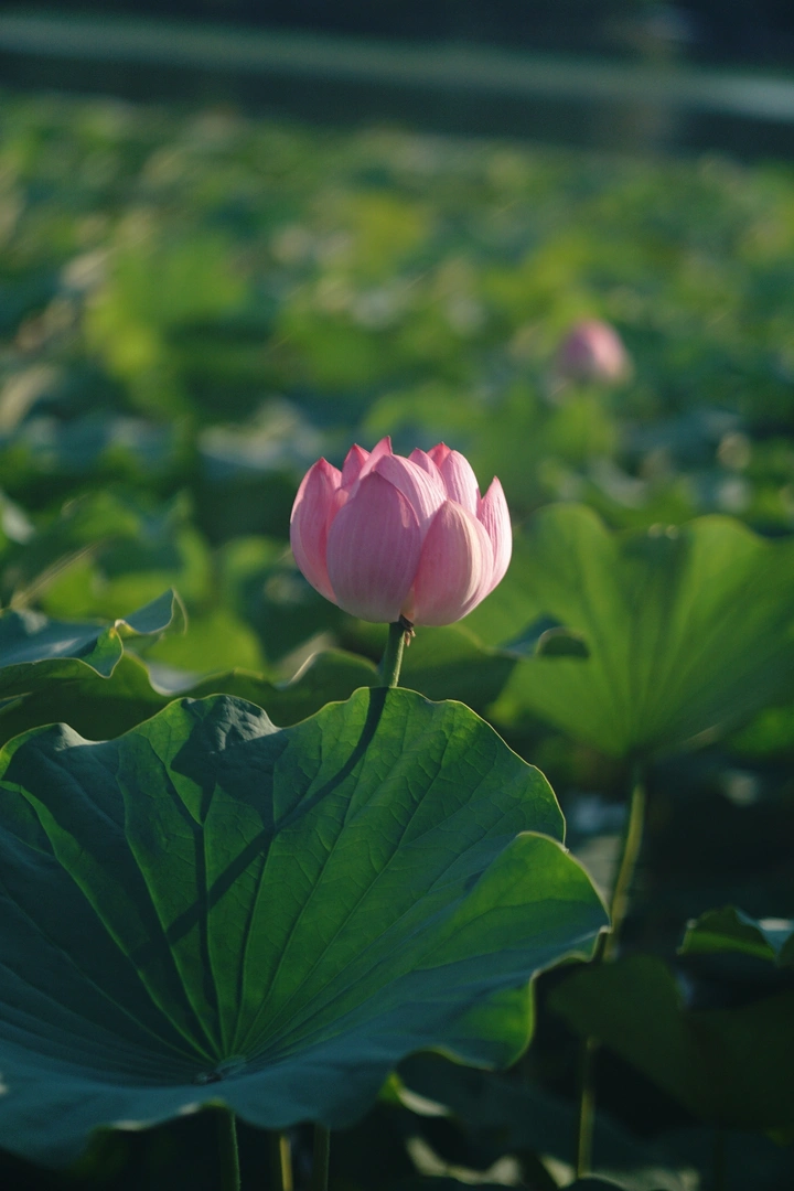 夏荷