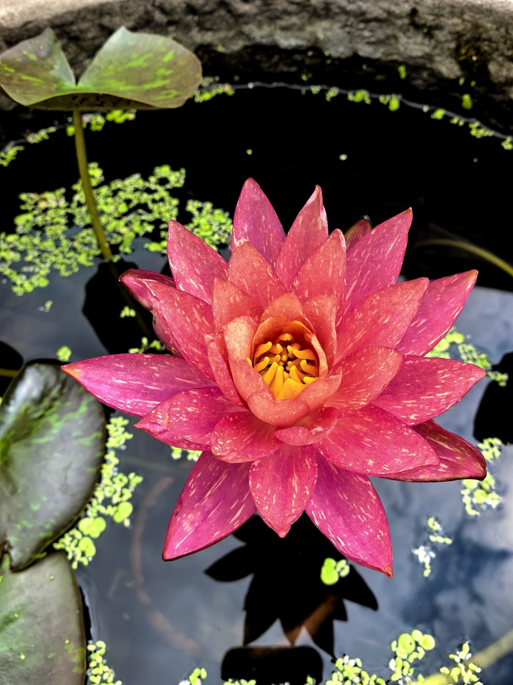 一朵莲