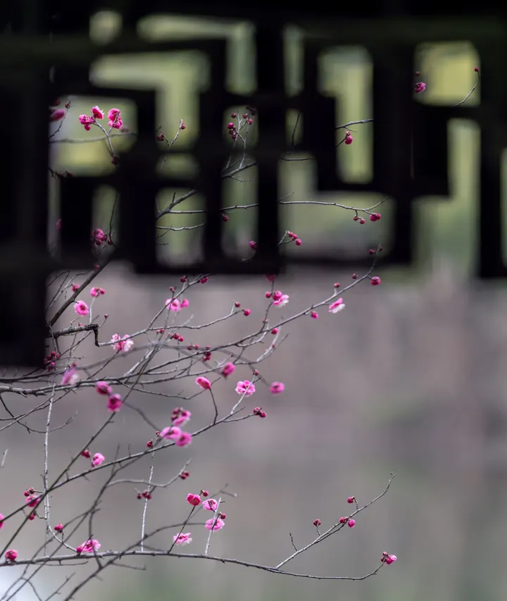 春风有信，花开有期，梅好时光。