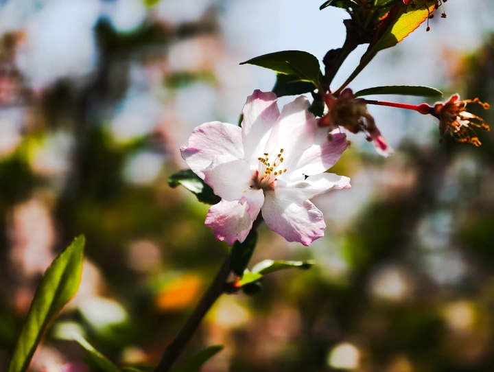 《樱花》