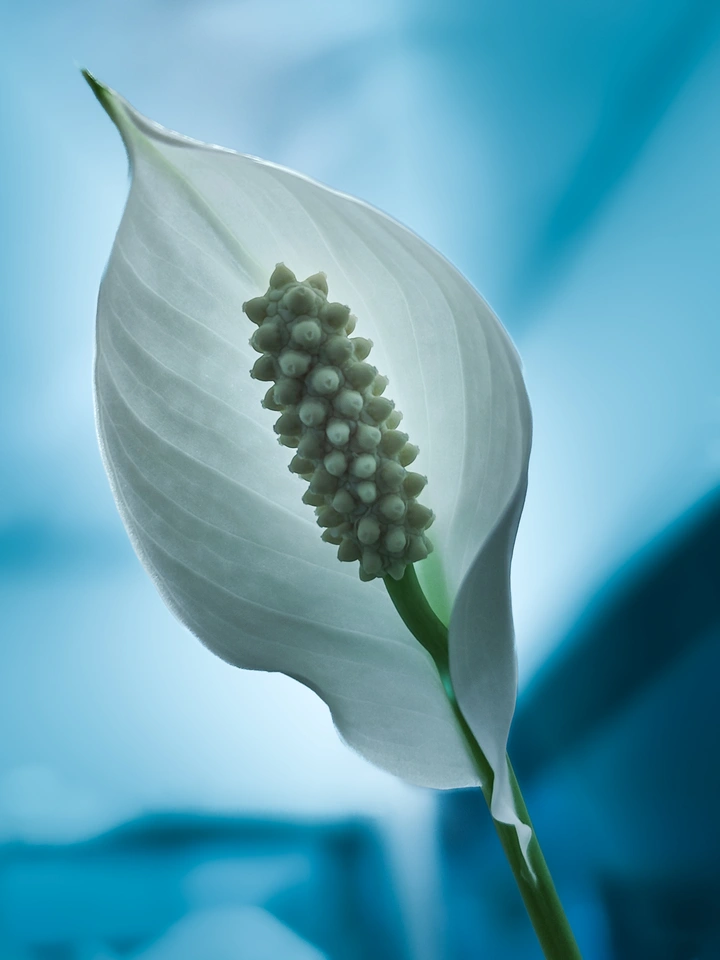 白掌