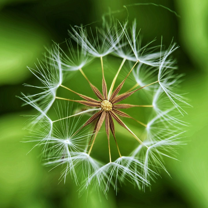 植物种子