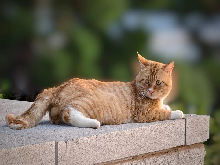 小猫咪