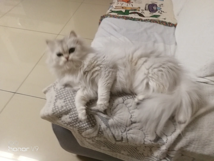 可爱的小猫咪