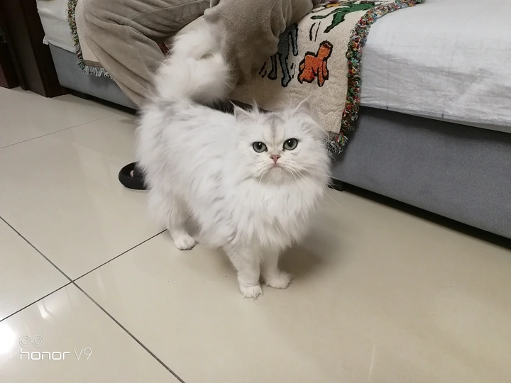 可爱的猫咪