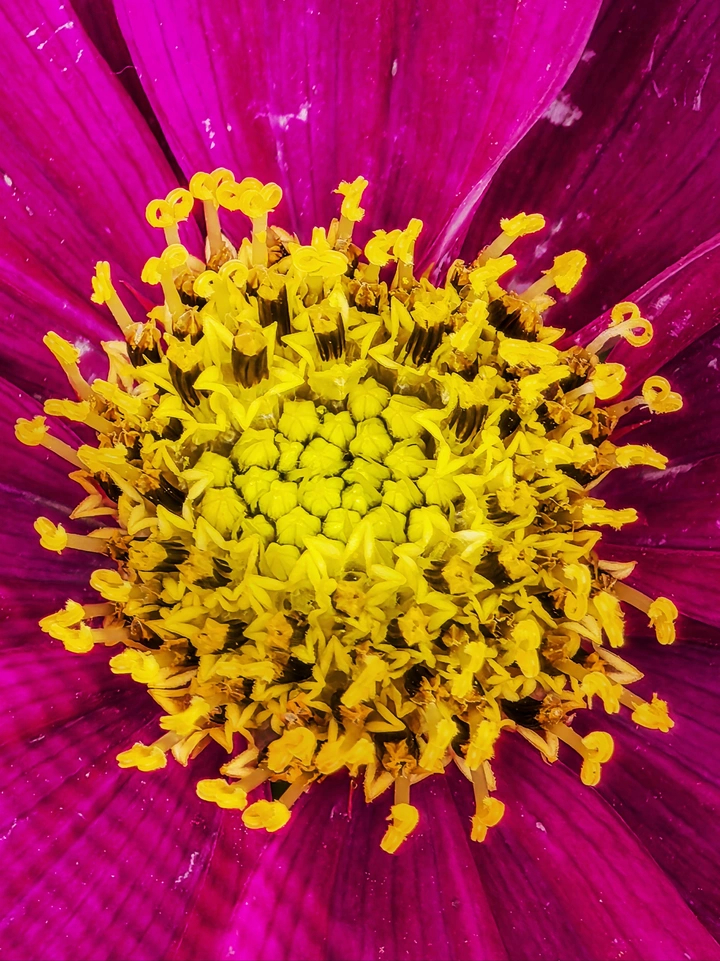 花蕊