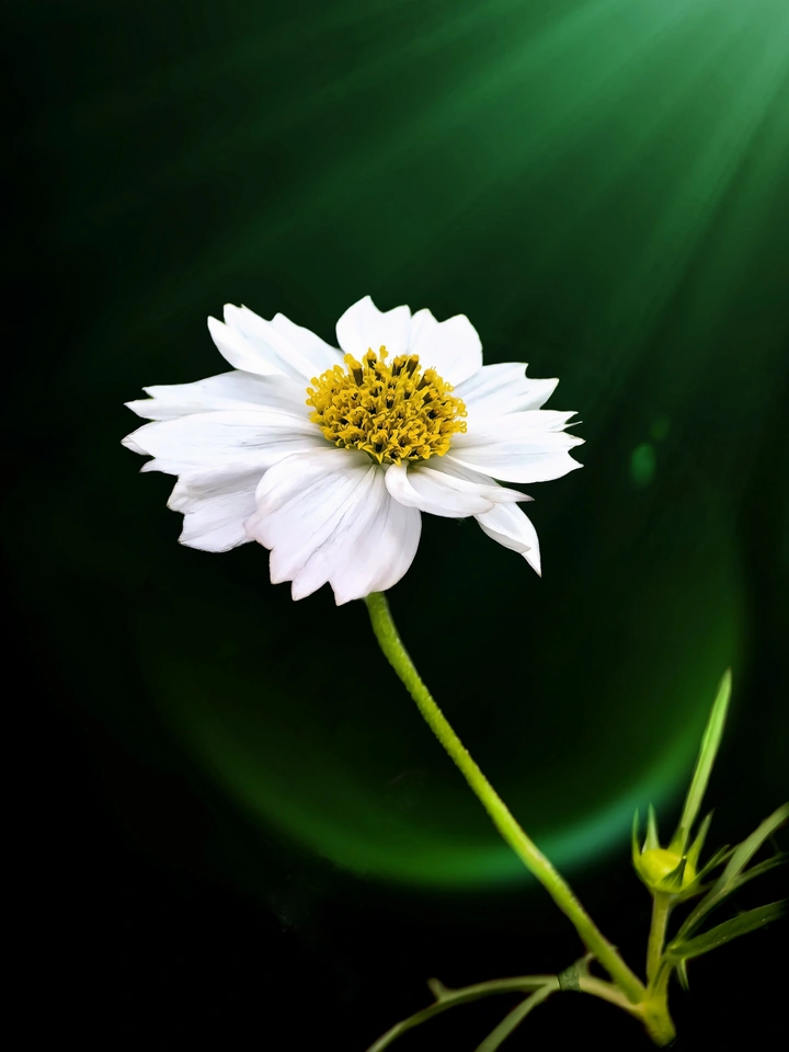 秋英花