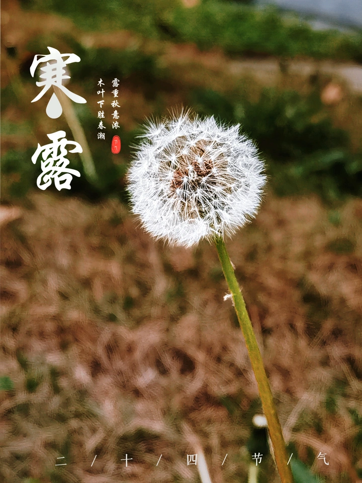 寒露绒絮，秋意诗行