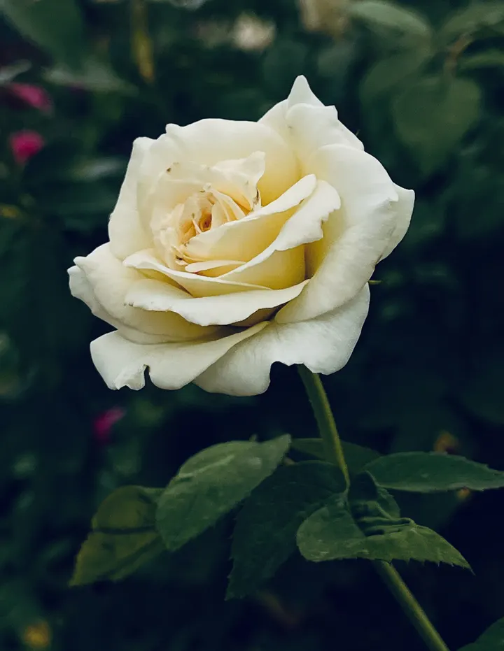 可是带了刺的花