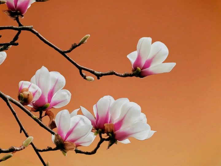 玉兰花开