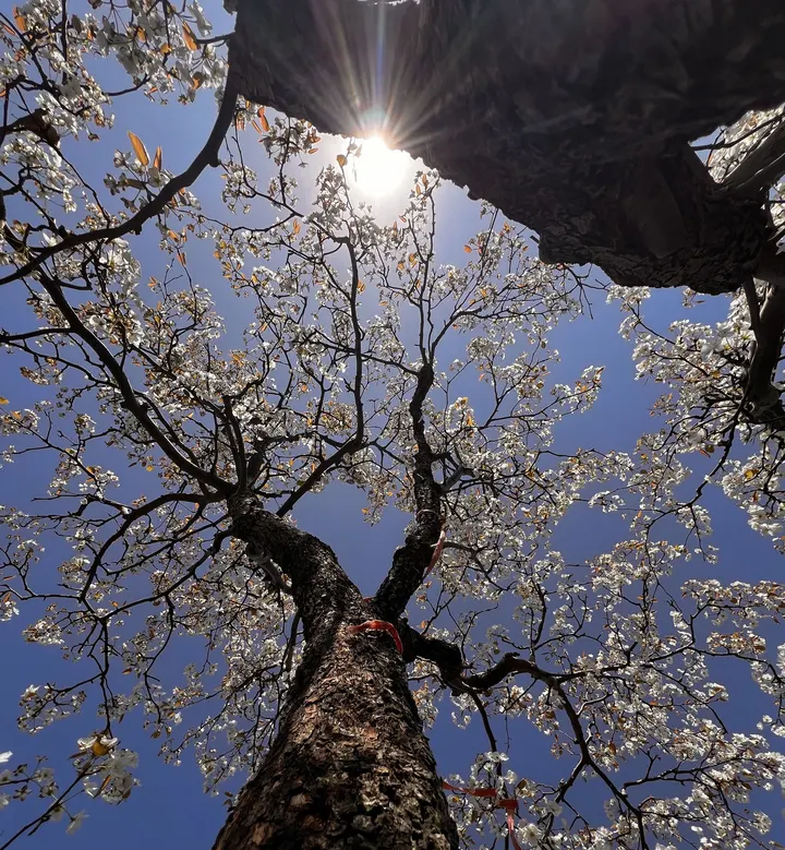 一树梨花