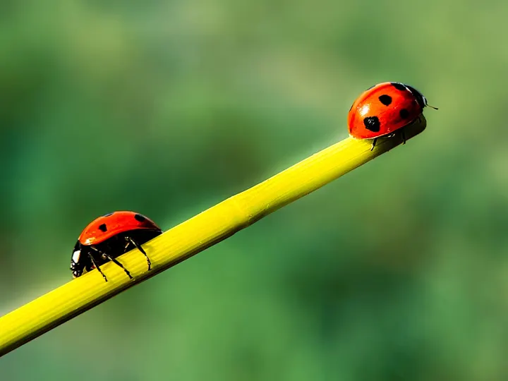 分道扬镳