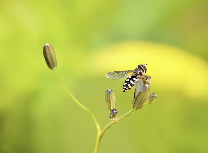 食蚜蝇