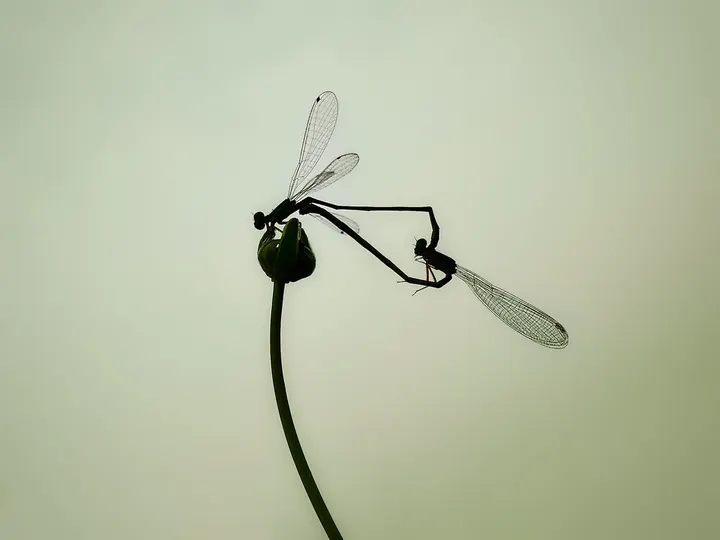 花尖恋情