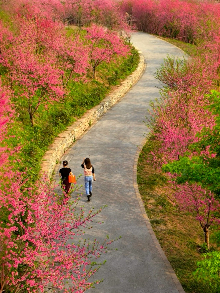 春花烂漫