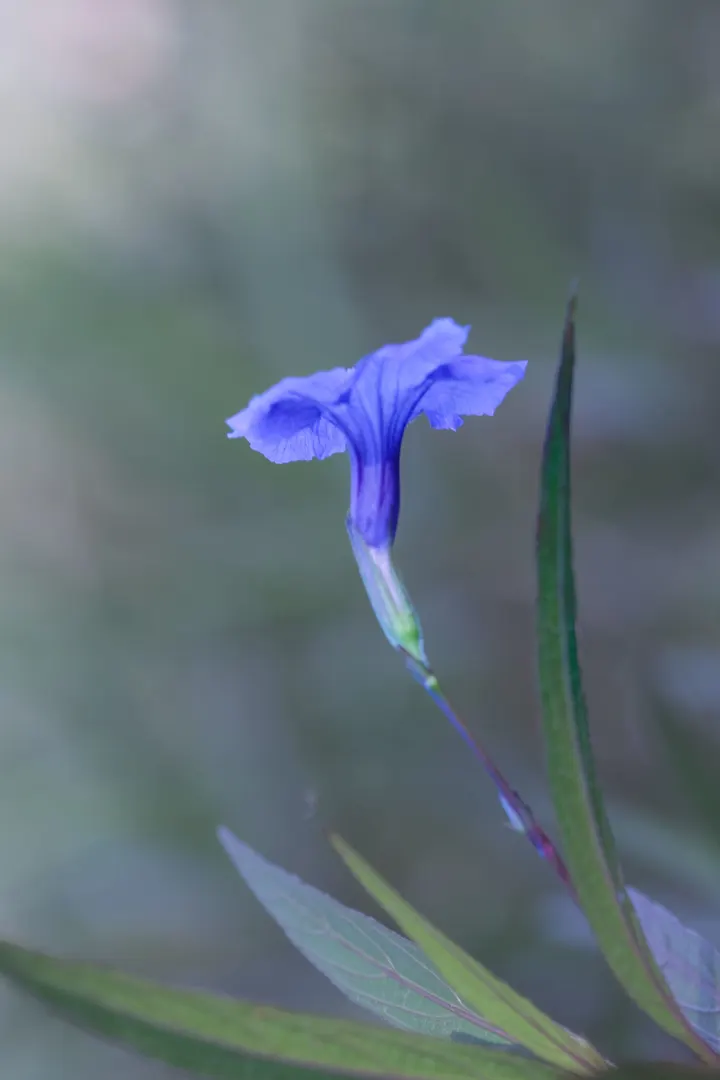 冬日花草