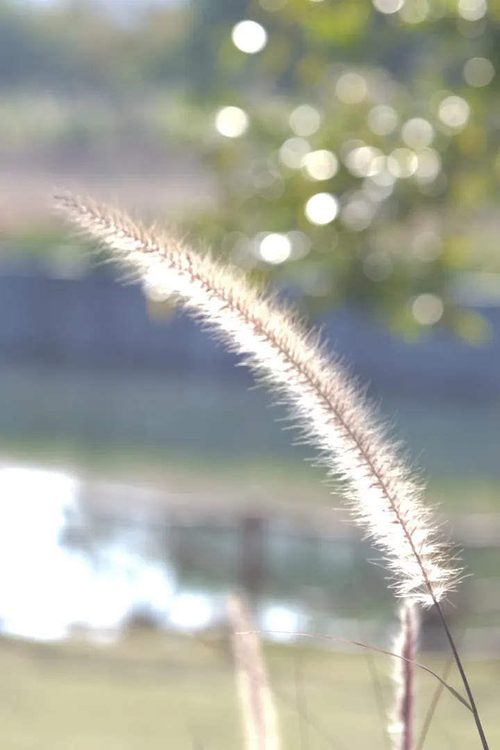 狗尾草
