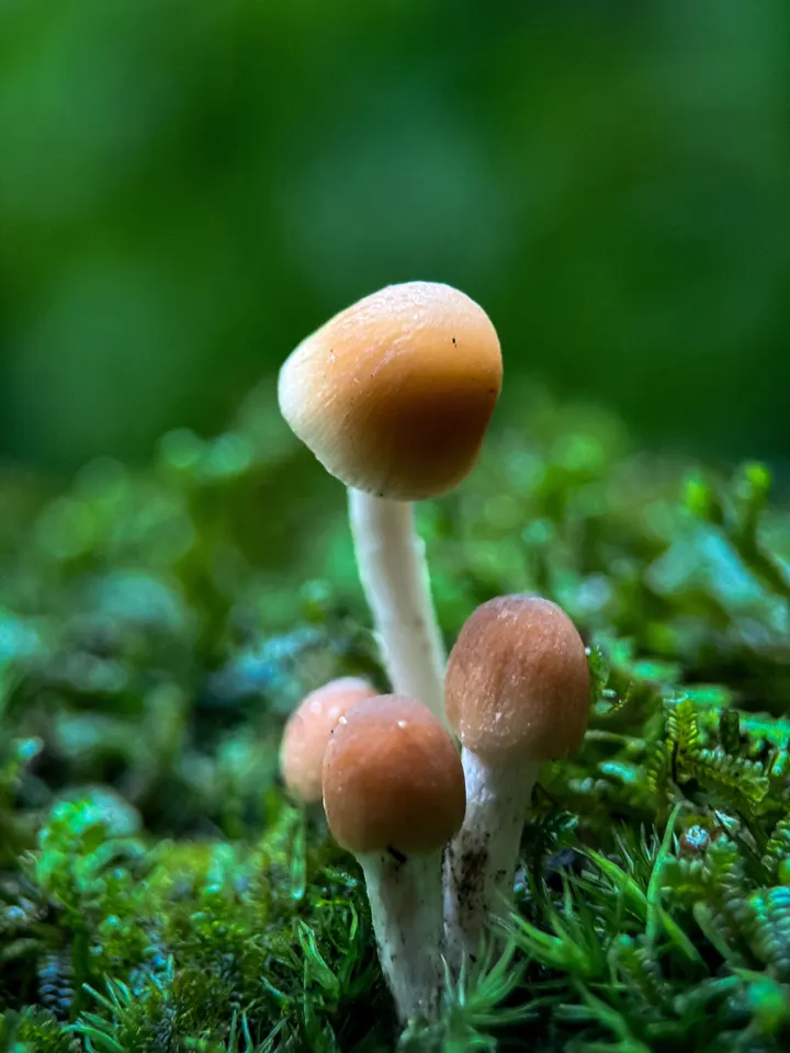 蘑菇