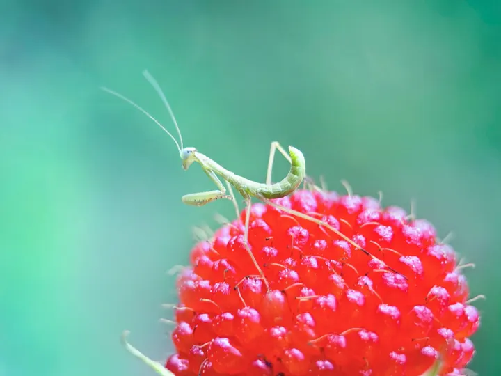 小螳螂