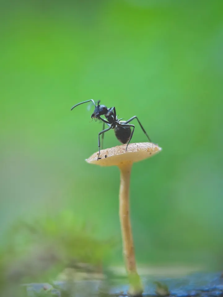 蘑菇上的蚂蚁