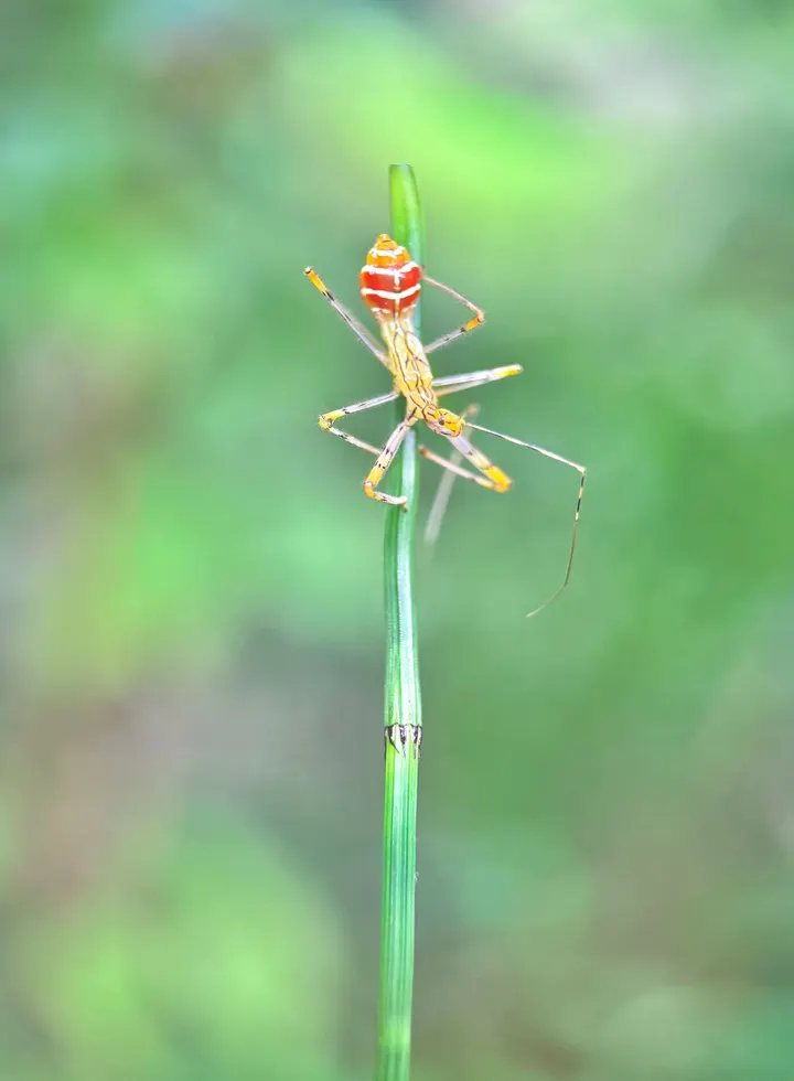 美丽昆虫
