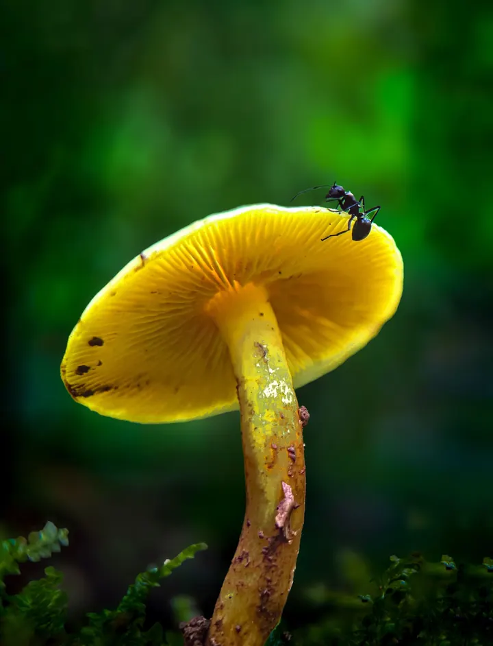 蘑菇