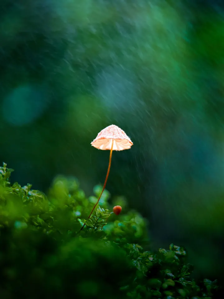 雨中小蘑菇