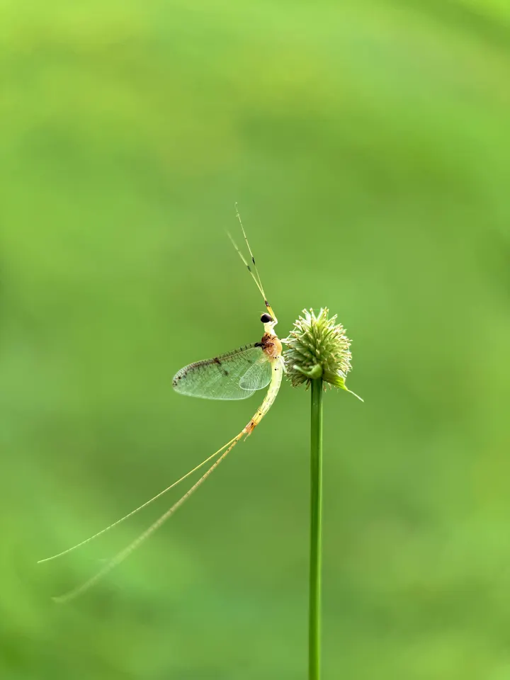 蜉蝣仙子