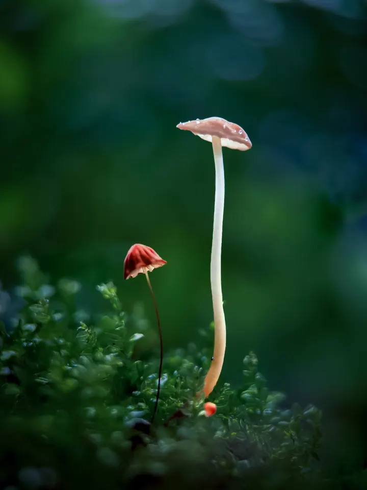 蘑菇美