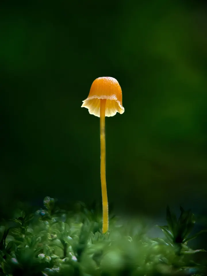 蘑菇美