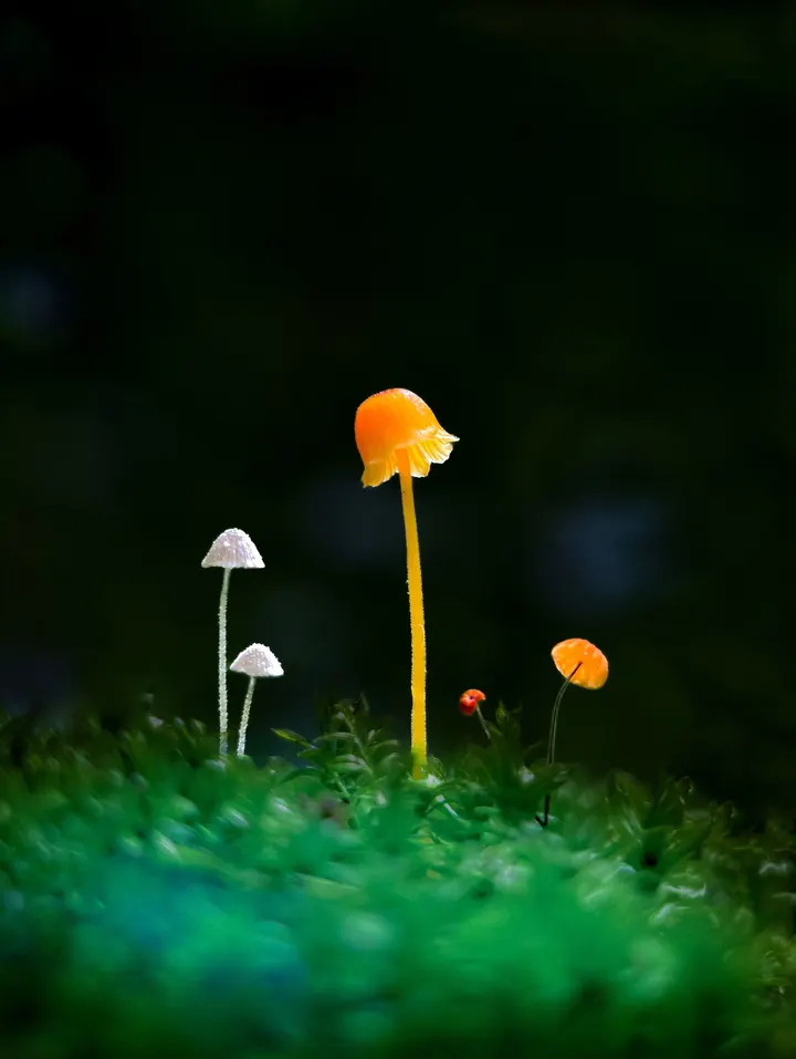 幸福蘑菇一家亲