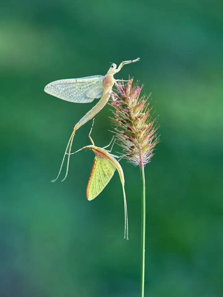 蜉蝣姐妹花