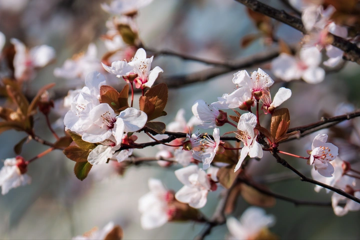 春暖花开