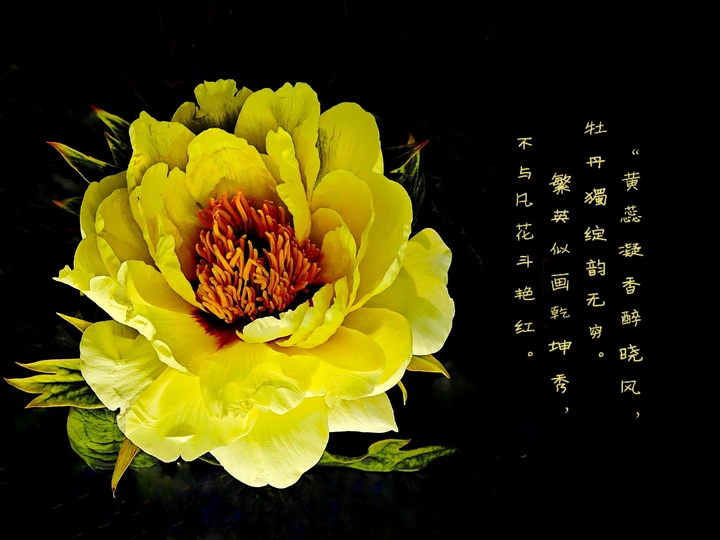 花开富贵