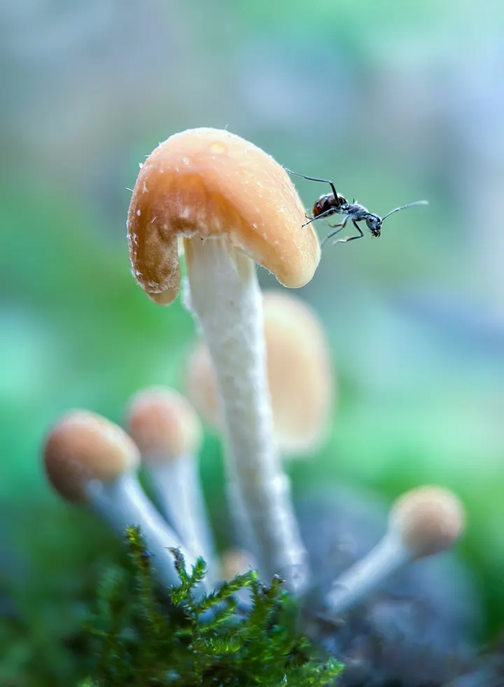 小蘑菇