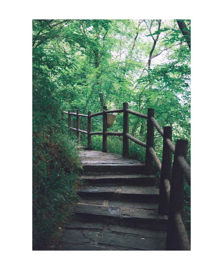 胶片|石阶漫溯，踏入绿意深处