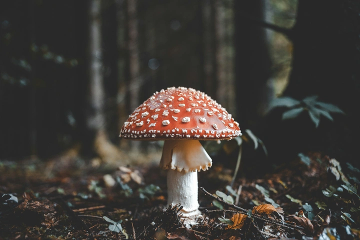 红白相间的蘑菇