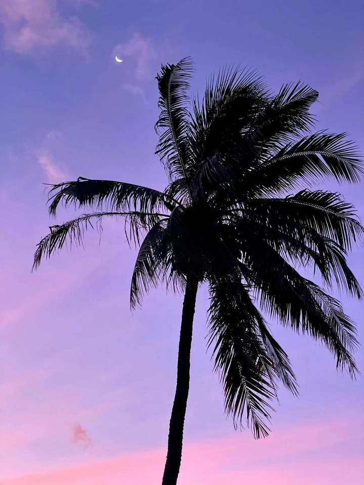 夕阳下的椰树