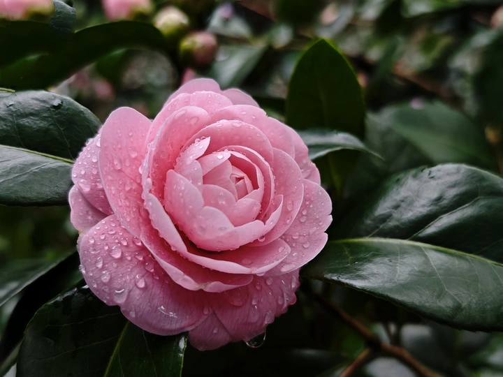 雨中花