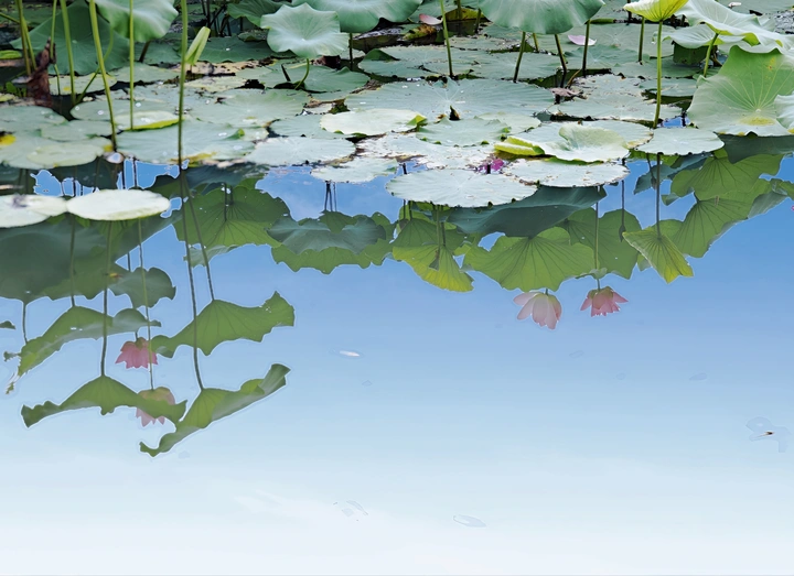 水中花