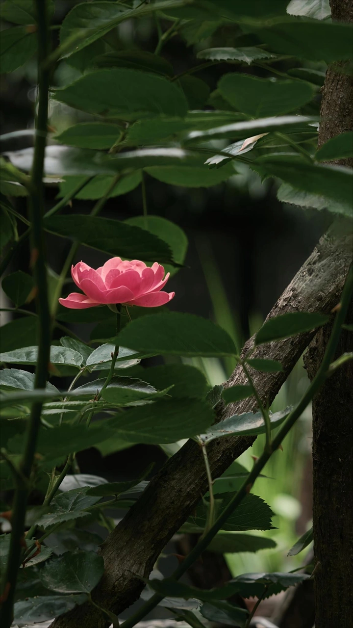 静如处子，灿若盛夏