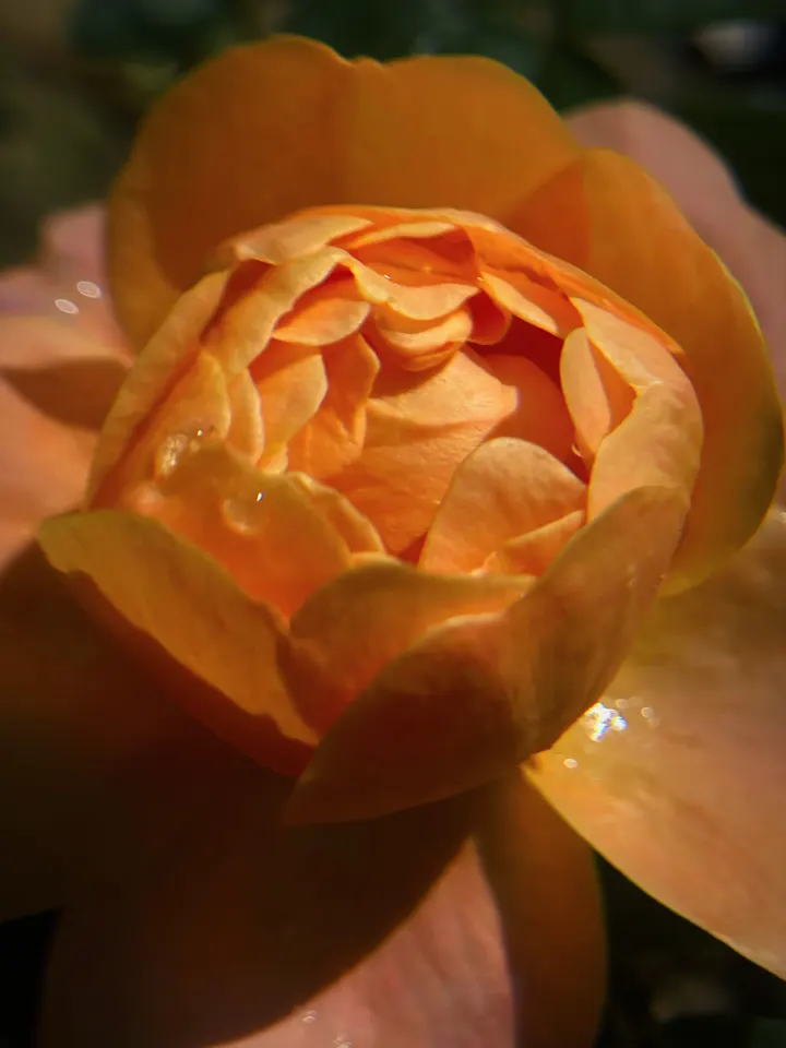 月季🌹
