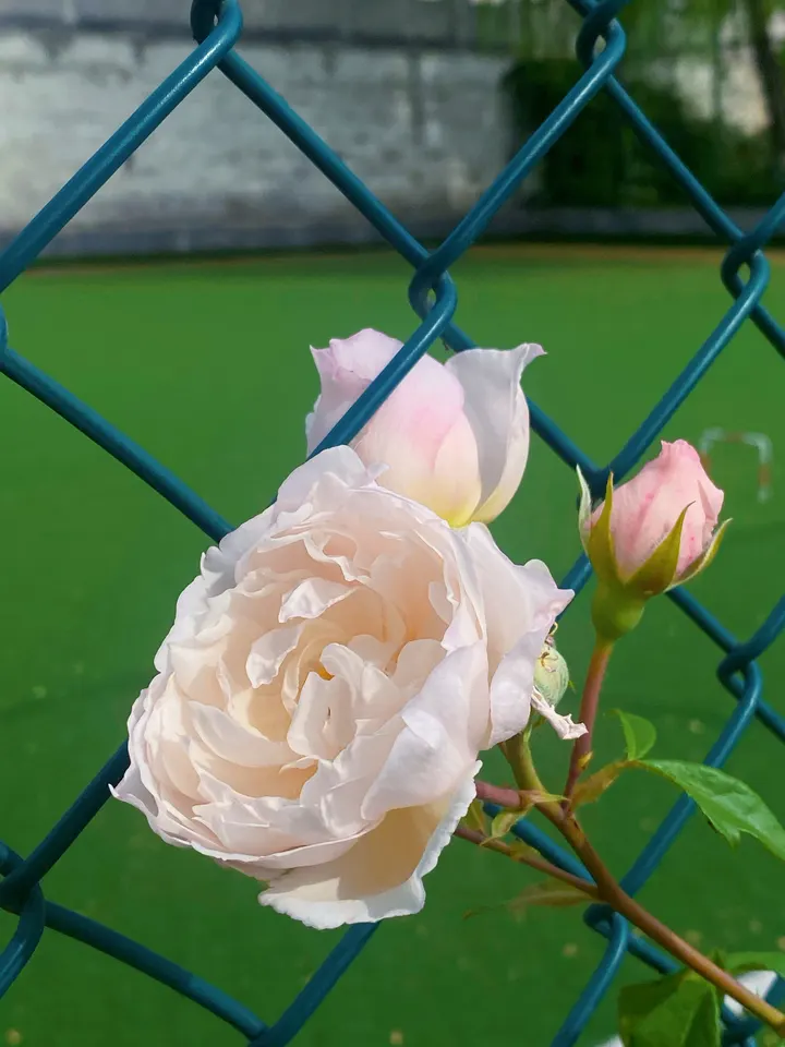 栅栏边的粉色浪漫