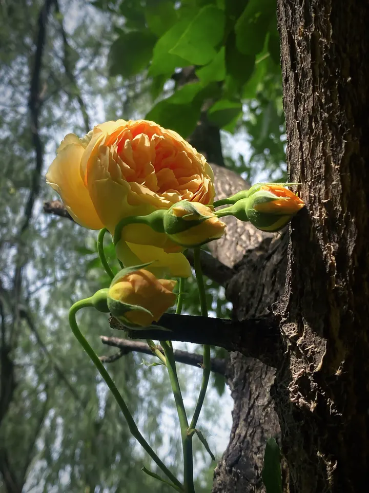 月季花开