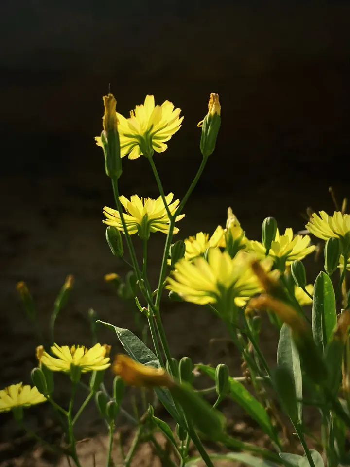 小黄花