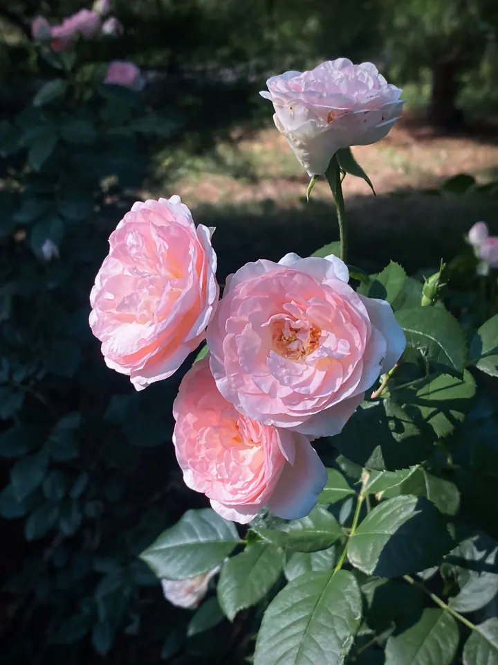 花中皇后