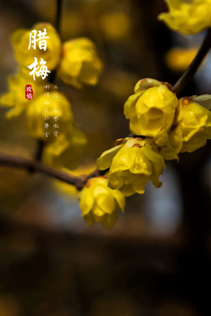 腊梅