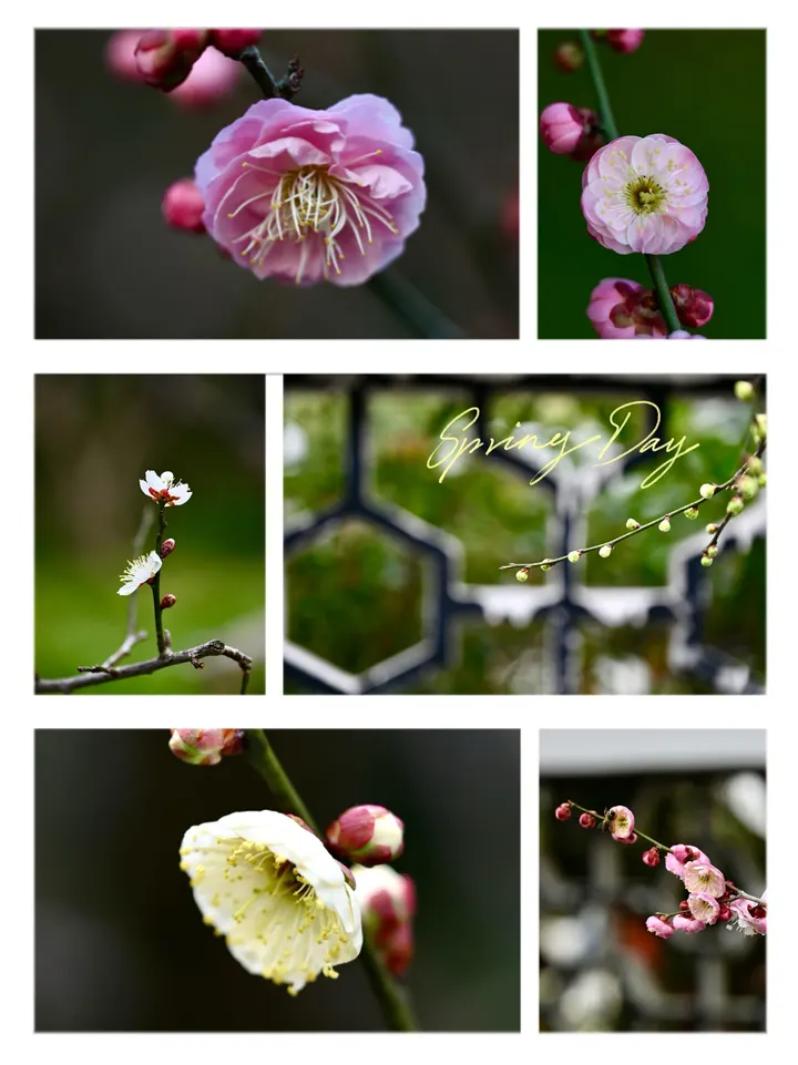 梅花香自苦寒来