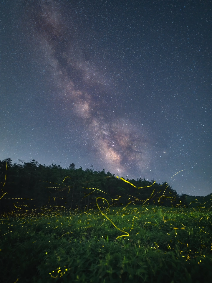 仲夏夜之梦